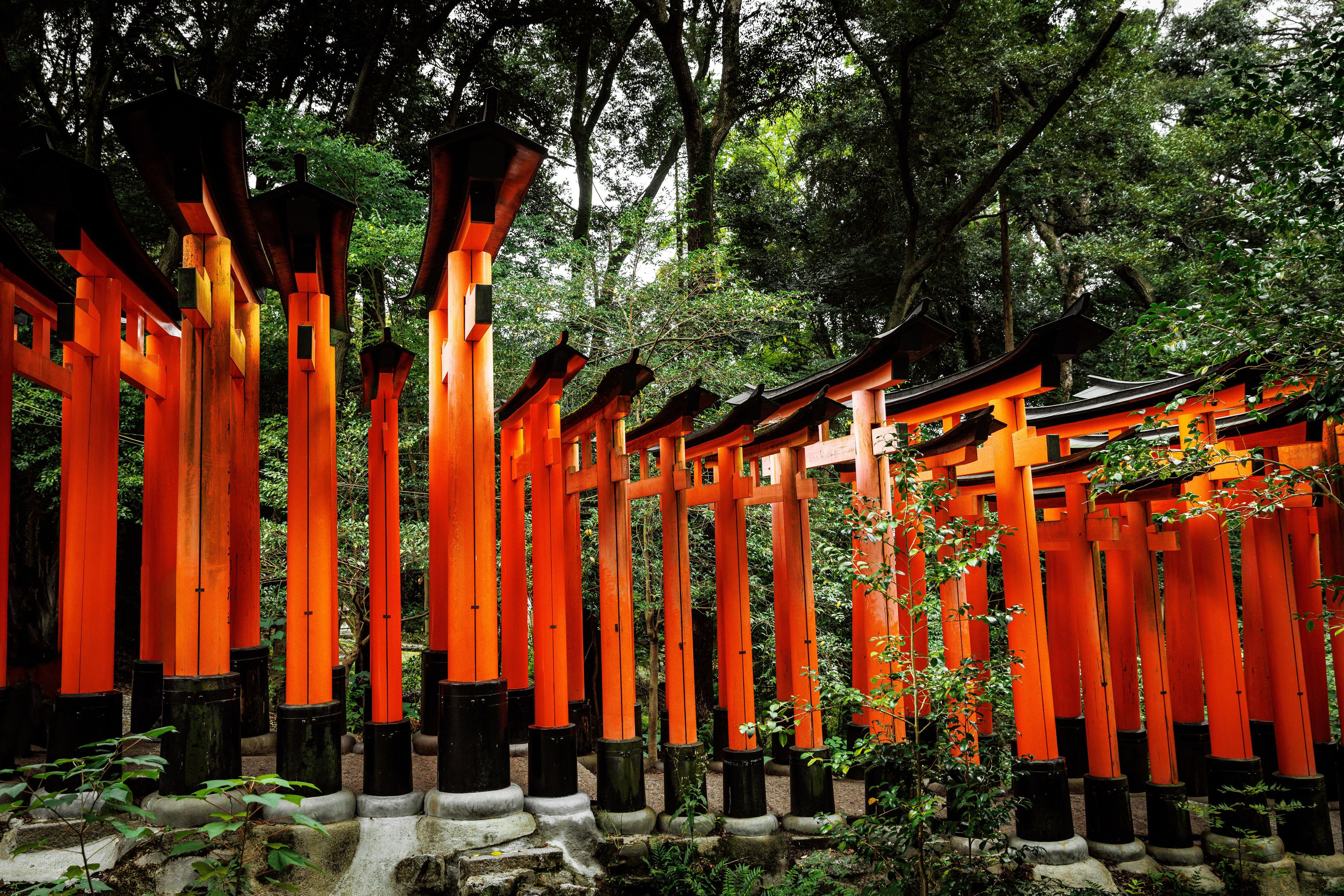 SUSHISAMBA cultural brand image representing our Japanese heritage of Orange Torii Gates surrounded by lush, green foliage and trees.